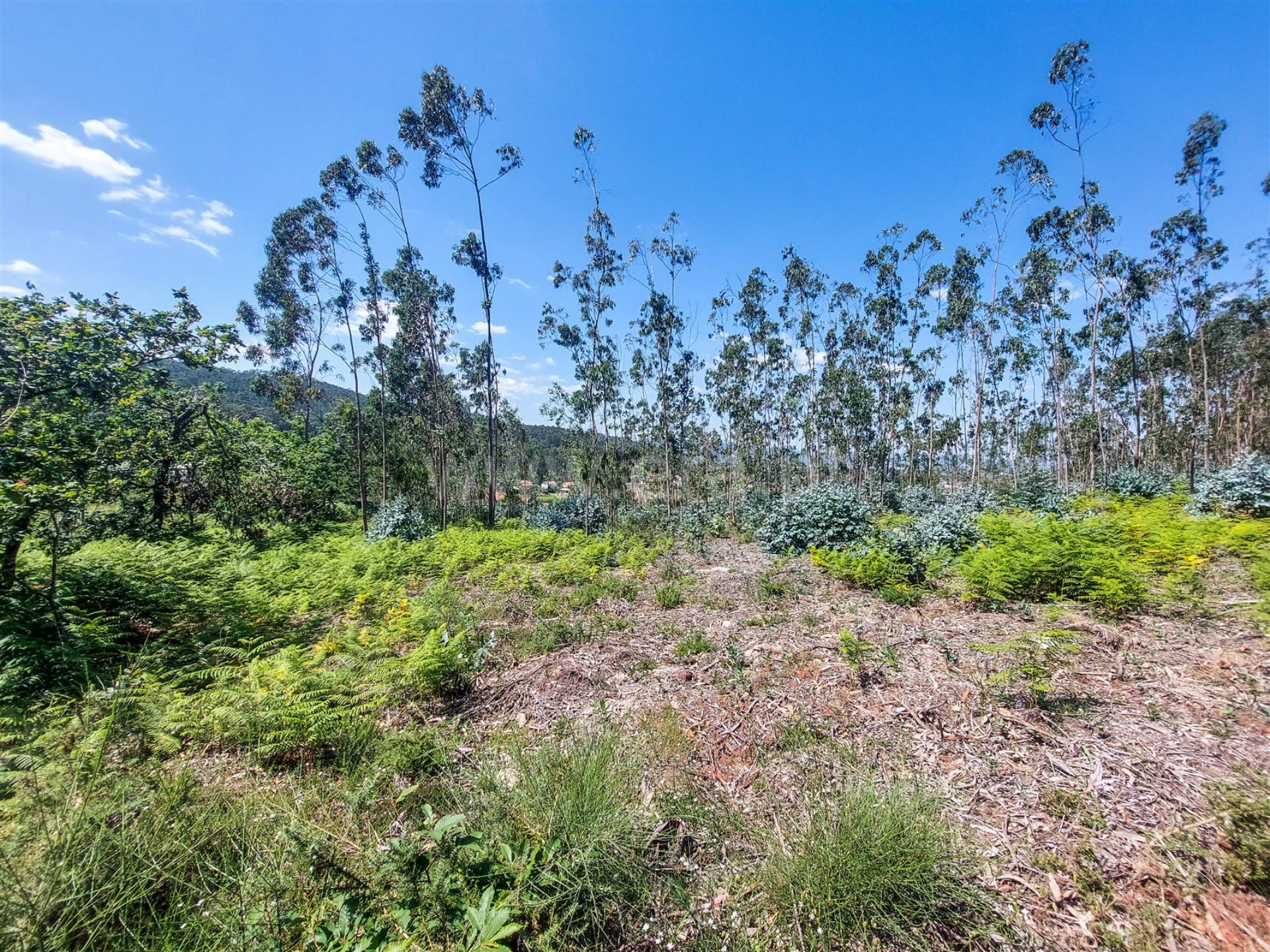 Land for sale in Barcelos, Portugal — €320,000
