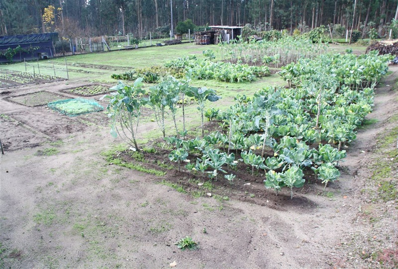 Terreno para Construção  Barcelos, Perelhal - 873081 - 6