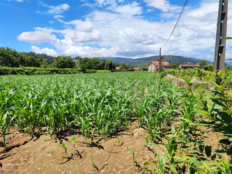 Terreno para Construção  Barcelos, Quintiães e Aguiar - 1258137 - 4