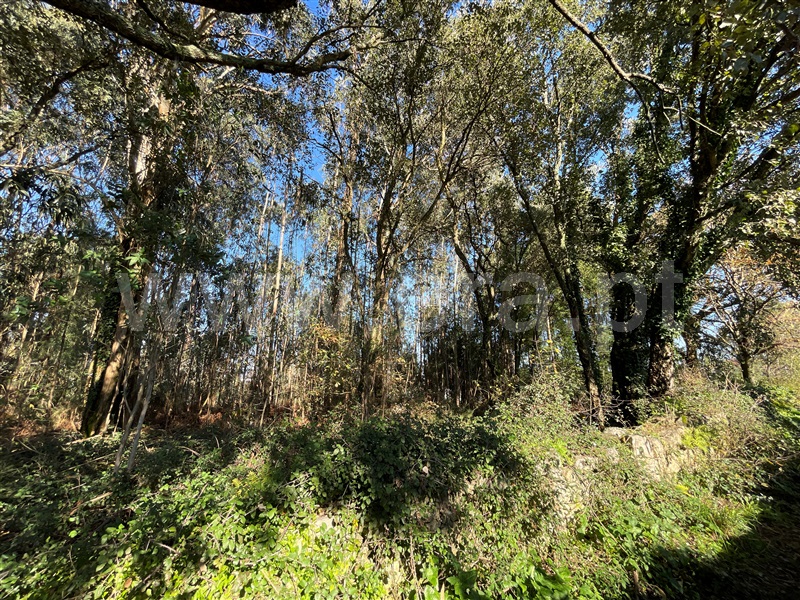 Terreno para Construção  Barcelos, Rio Covo (Santa Eugénia) - 1457118 - 5