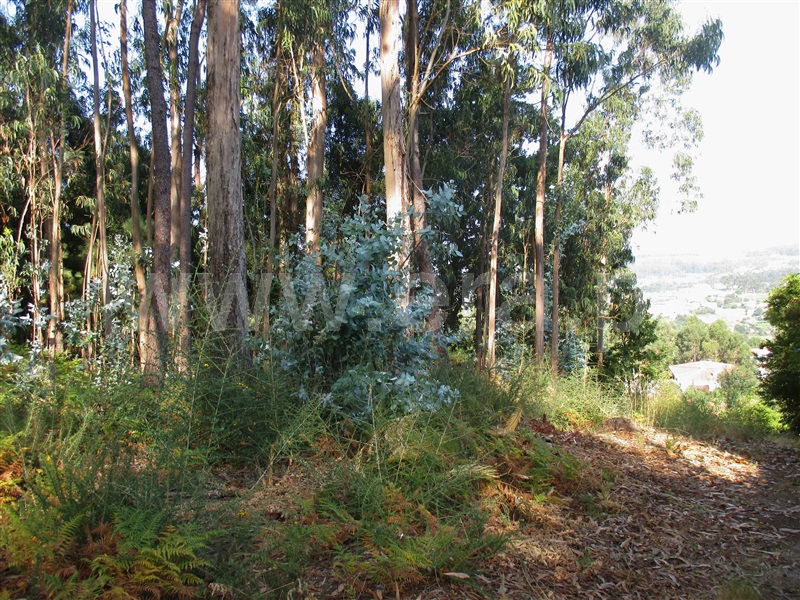 Terreno para Construção  Barcelos, Silveiros e Rio Covo (Santa Eulália) - 1106415 - 3