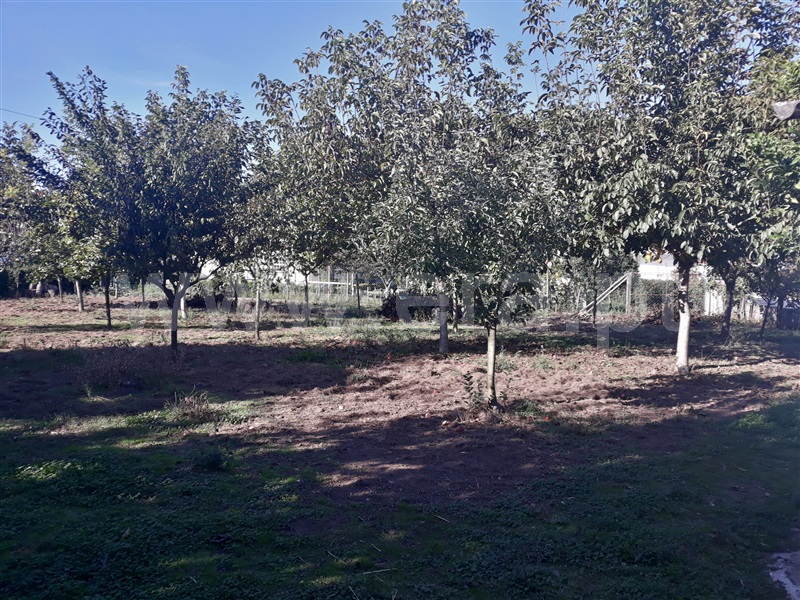 Terreno para Construção / Barcelos, Ucha