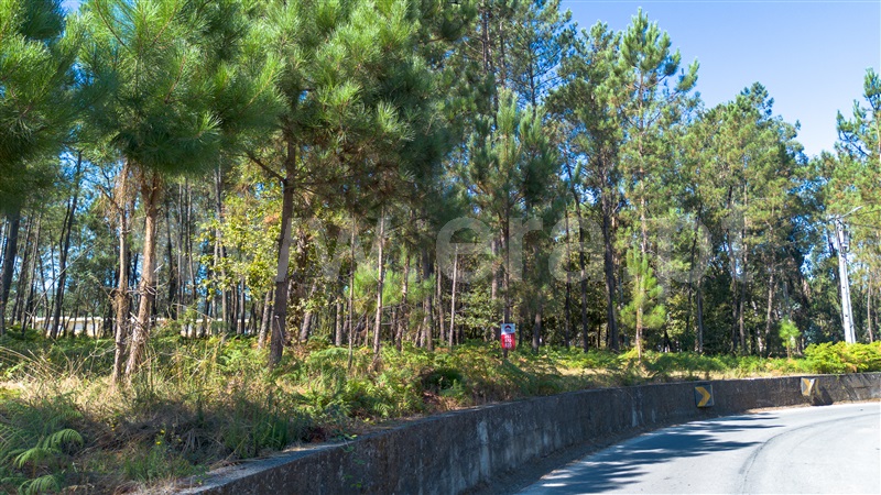 Terreno para Construção  Barcelos, Várzea - 1502729 - 5