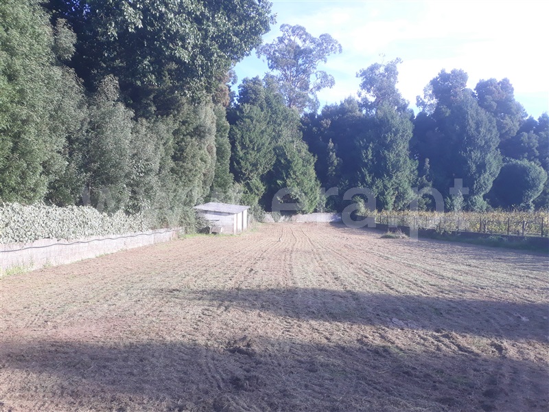Terreno para Construção / Barcelos, Viatodos, Grimancelos, Minhotães e Monte de Fralães
