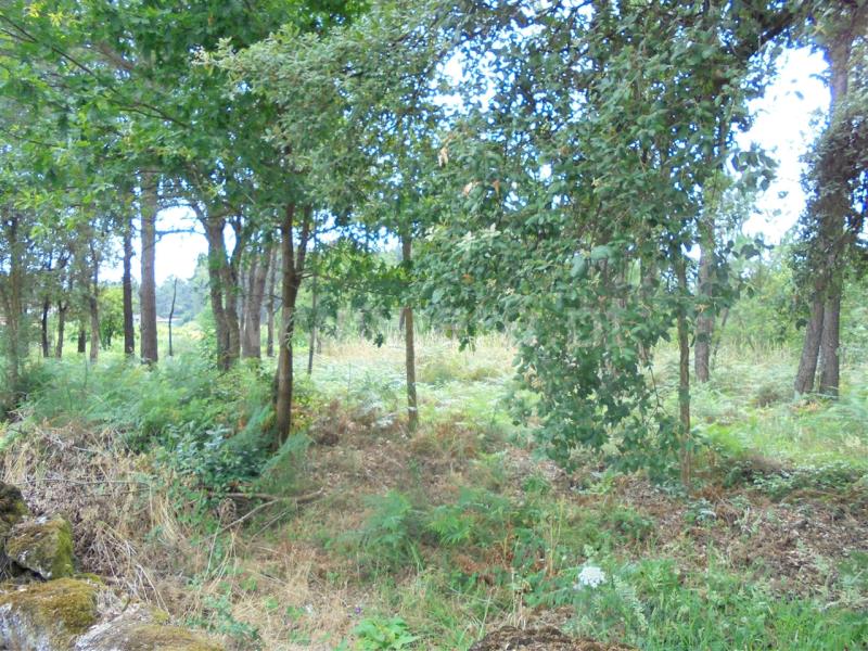 Terreno para Construção  Barcelos, Vila Cova e Feitos - 832432 - 2