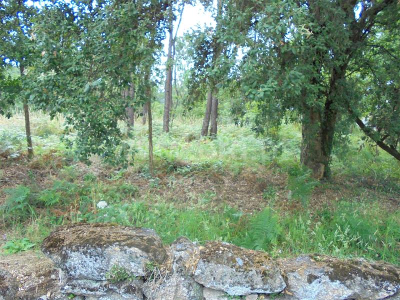 Terreno para Construção  Barcelos, Vila Cova e Feitos - 832432 - 3