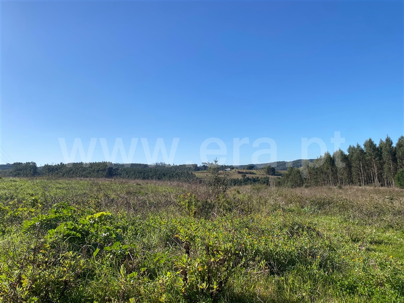 Terreno para Construção / Bombarral, Bombarral e Vale Covo