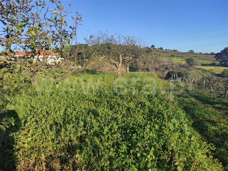 Terreno para Construção  Bombarral, Delgada - 1295941 - 5