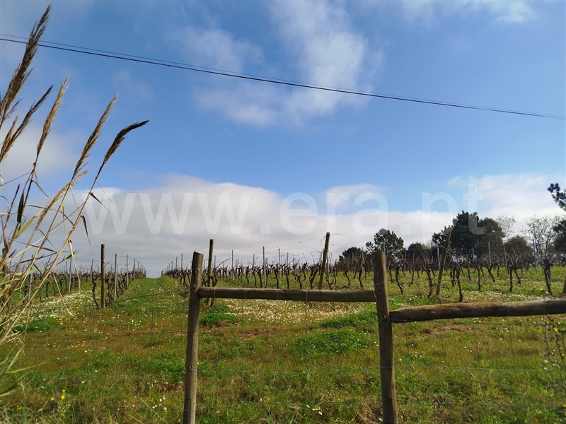 Terreno  Bombarral, Salgueiro - 1453539 - 4
