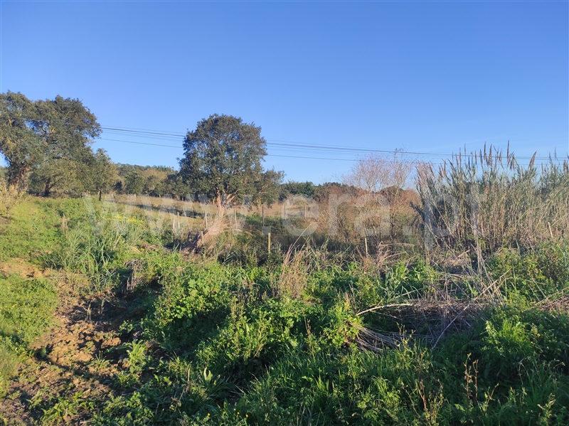 Terreno para Construção  Bombarral, Delgada - 1295928 - 3