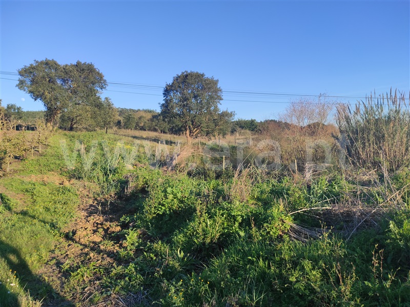 Terreno para Construção  Bombarral, Delgada - 1295928 - 4