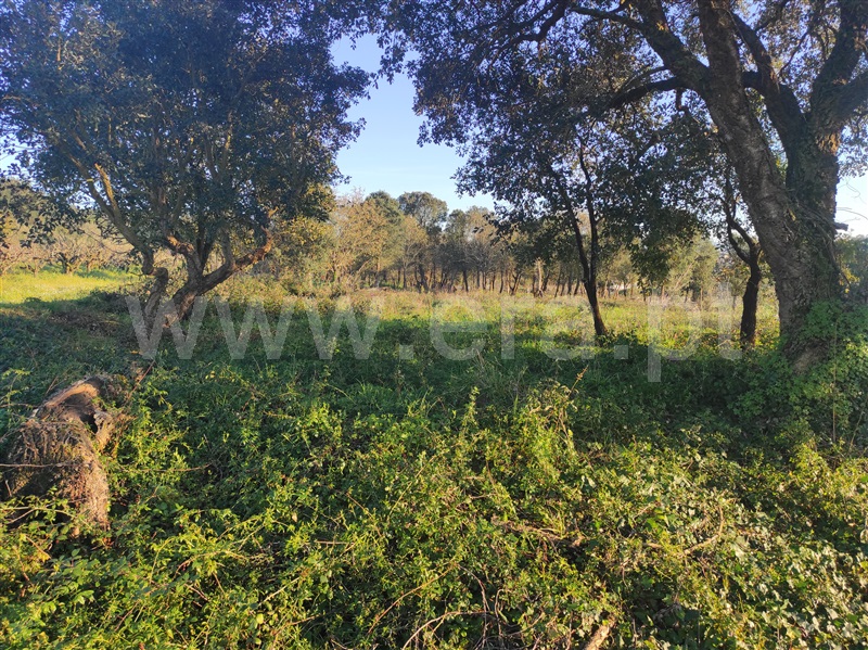Terreno para Construção  Bombarral, Delgada - 1295928 - 8
