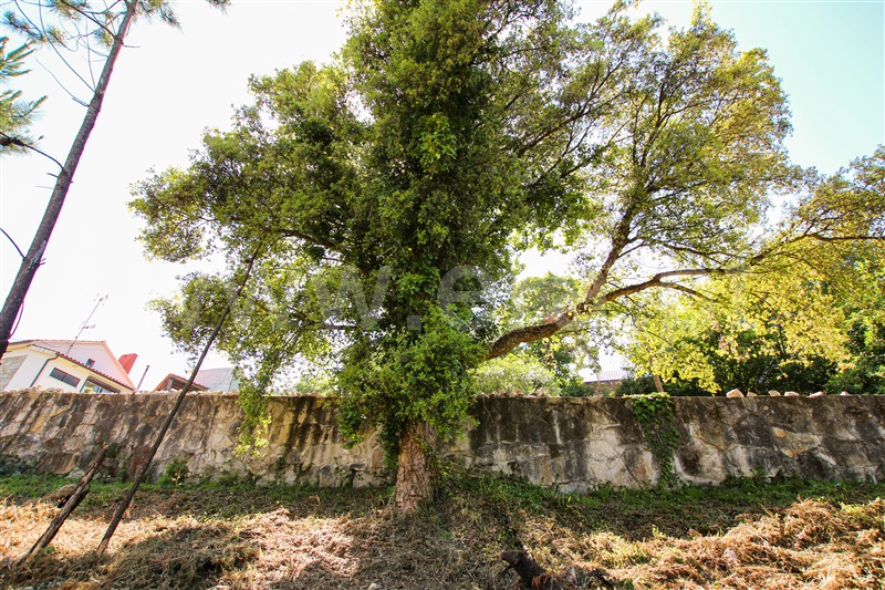 Terreno  Caminha, Âncora - 1161849 - 10