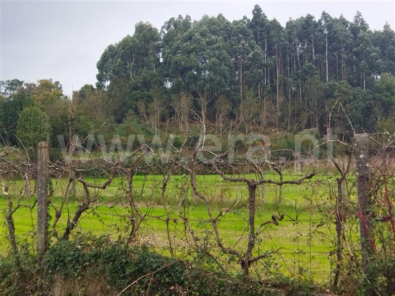 Terreno para Construção  Caminha, Argela - 1335429 - 4