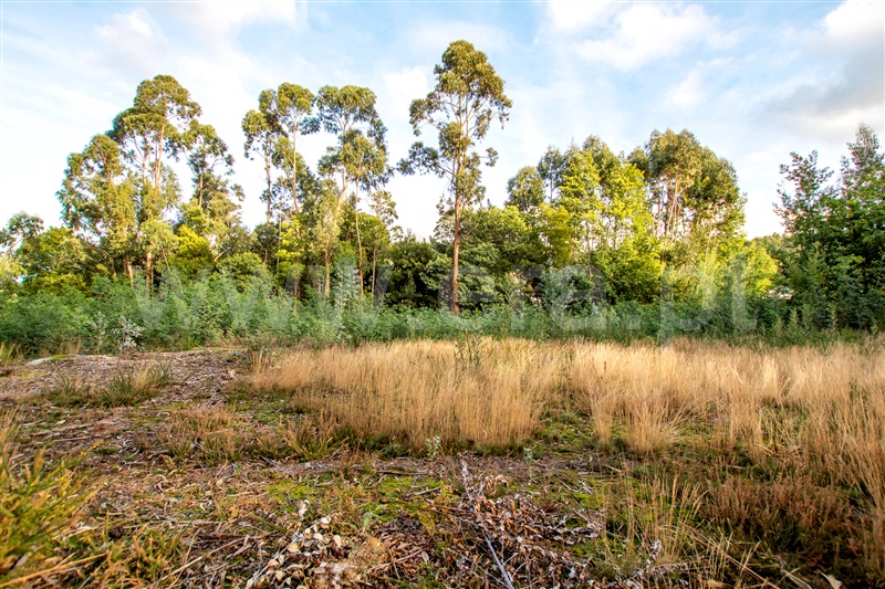 Terreno para Construção  Caminha, Vista Rio - 1219239 - 10