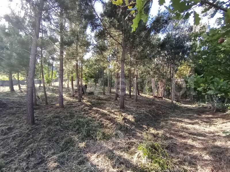Terreno para Construção / Caminha, Riba de Âncora