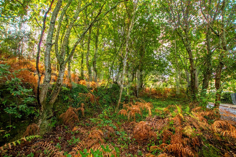 Terreno para Construção  Caminha, Seixas - 1205755 - 2