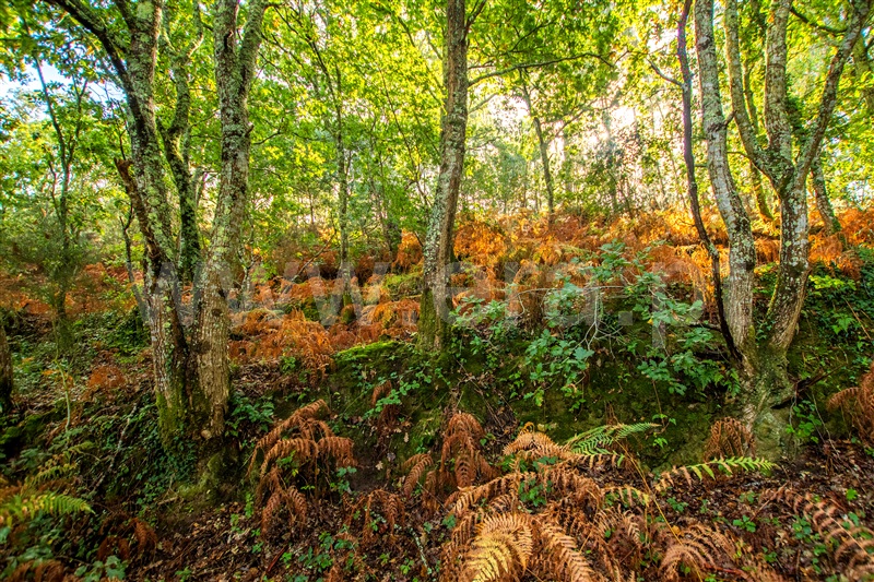 Terreno para Construção  Caminha, Seixas - 1205755 - 3