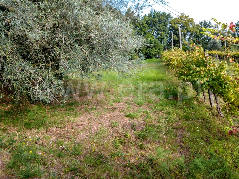 Terreno para Construção  Caminha, Venade e Azevedo - 1196859 - 4