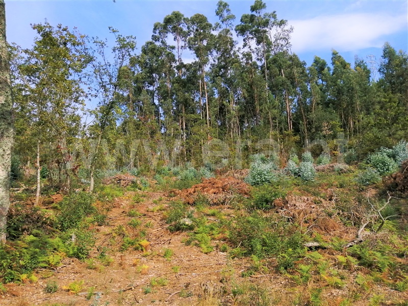 Terreno para Construção  Caminha, Vilar de Mouros - 1112935 - 4