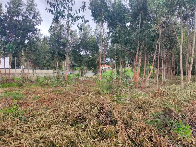 Terreno  Caminha, Vilar de Mouros - 1396870 - 2