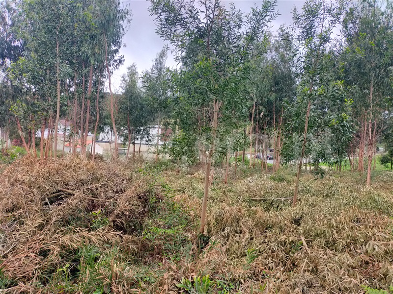 Terreno  Caminha, Vilar de Mouros - 1396870 - 3
