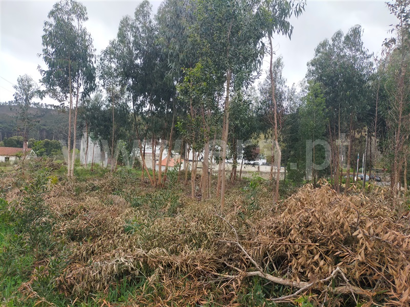Terreno  Caminha, Vilar de Mouros - 1396870 - 4