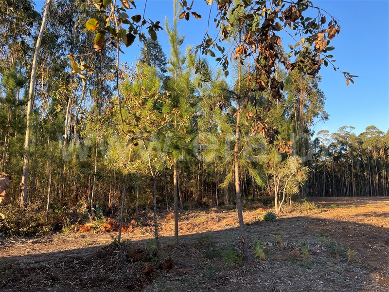 Terreno  Cantanhede, Cordinhã - 1217563 - 4