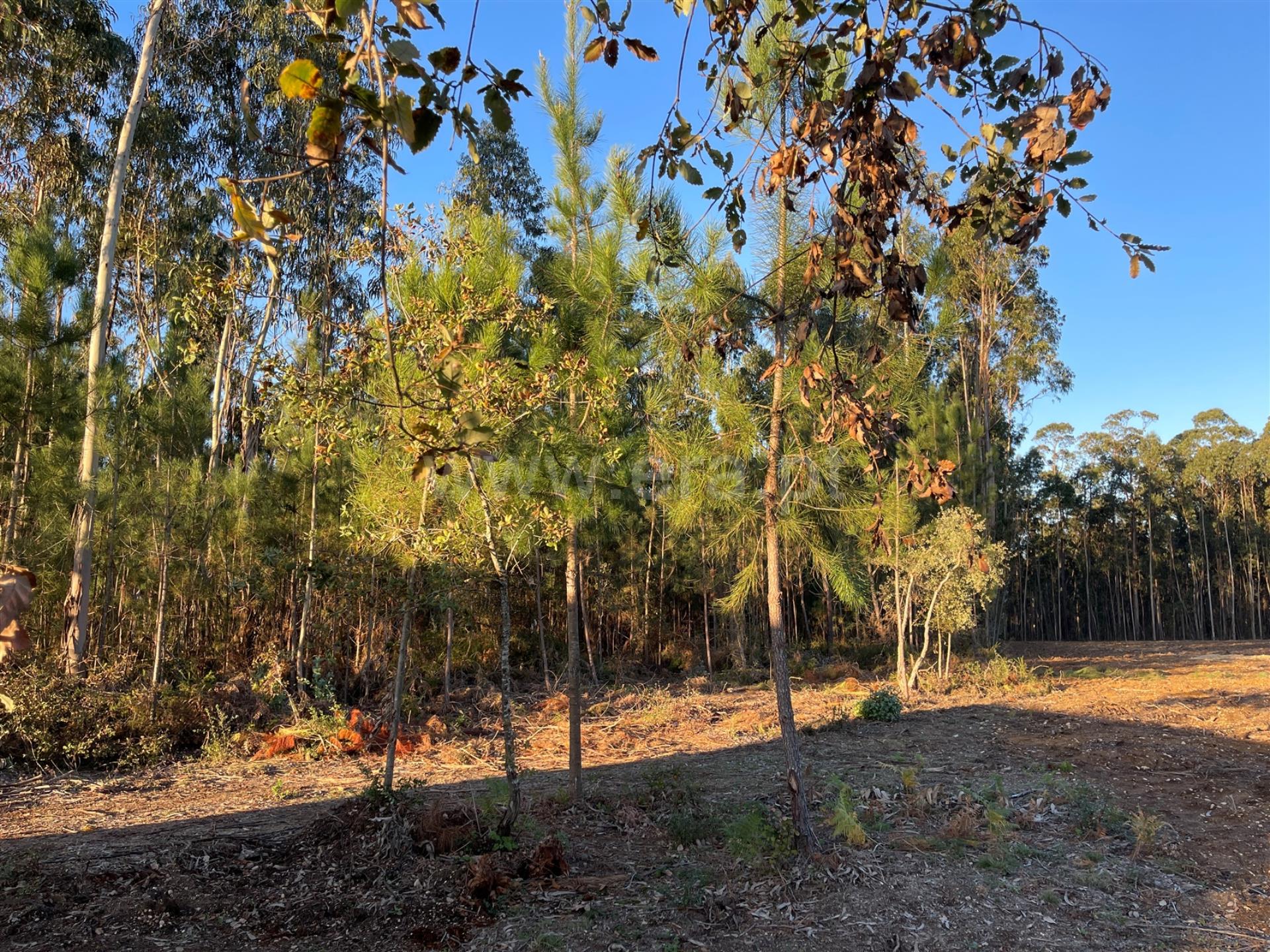 Land for sale in Cantanhede, Portugal — €115,000