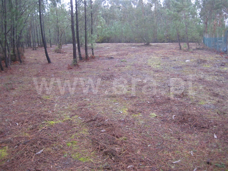 Terreno para Construção / Cantanhede, Lírios