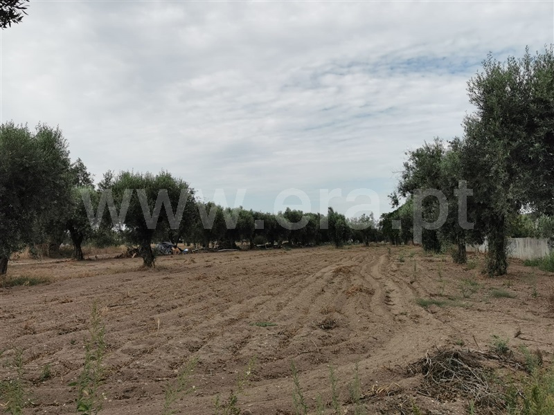 Terreno para Construção  Cantanhede, Ourentã - 1343704 - 3