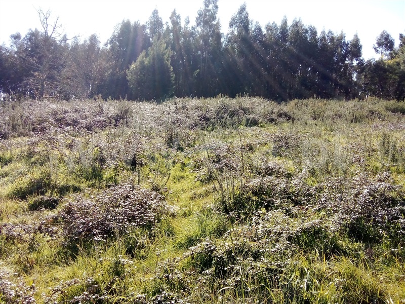 Terreno para Construção / Carregal do Sal, Oliveira do Conde