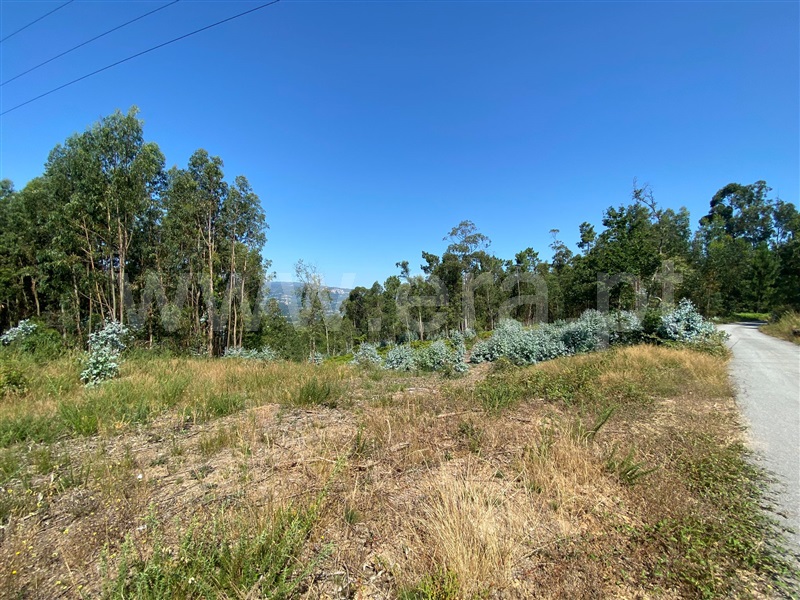 Terreno  Celorico de Basto, Canedo de Basto e Corgo - 1348383 - 2
