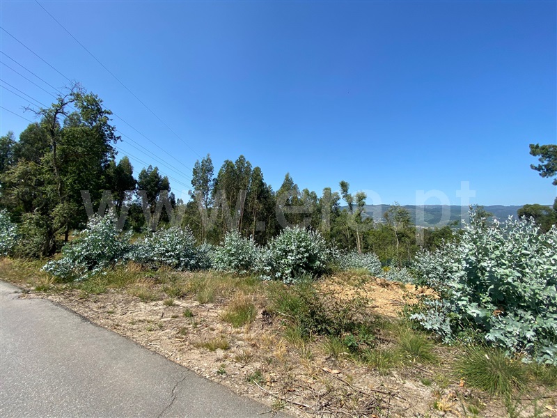 Terreno  Celorico de Basto, Canedo de Basto e Corgo - 1348383 - 3