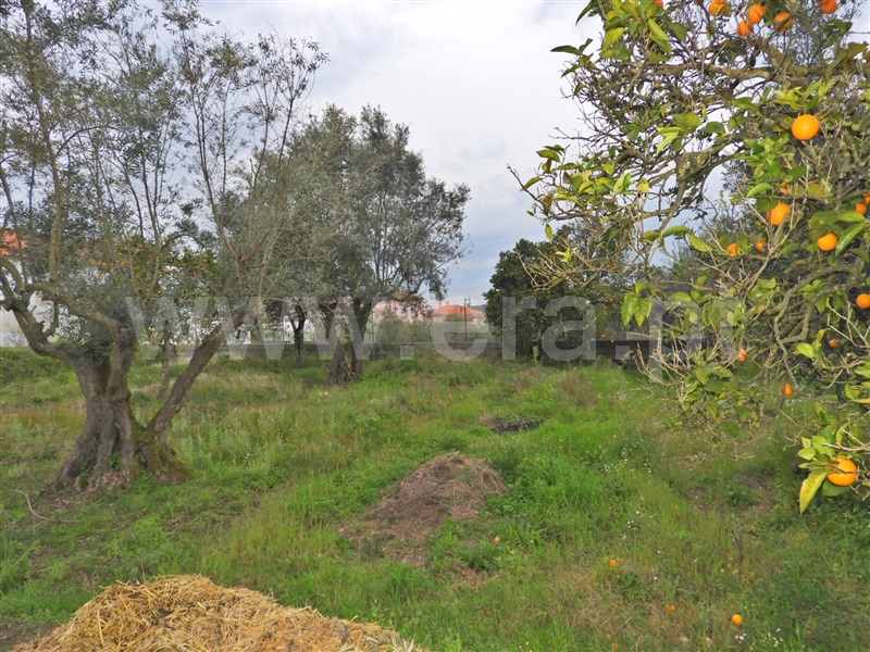Terreno para Construção  Chamusca, Ulme - 1462997 - 3