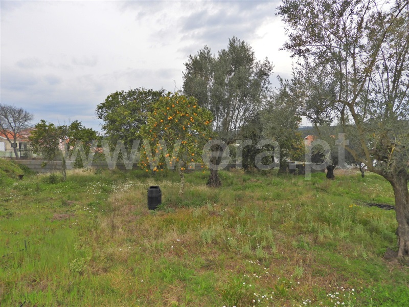 Terreno para Construção  Chamusca, Ulme - 1462997 - 7