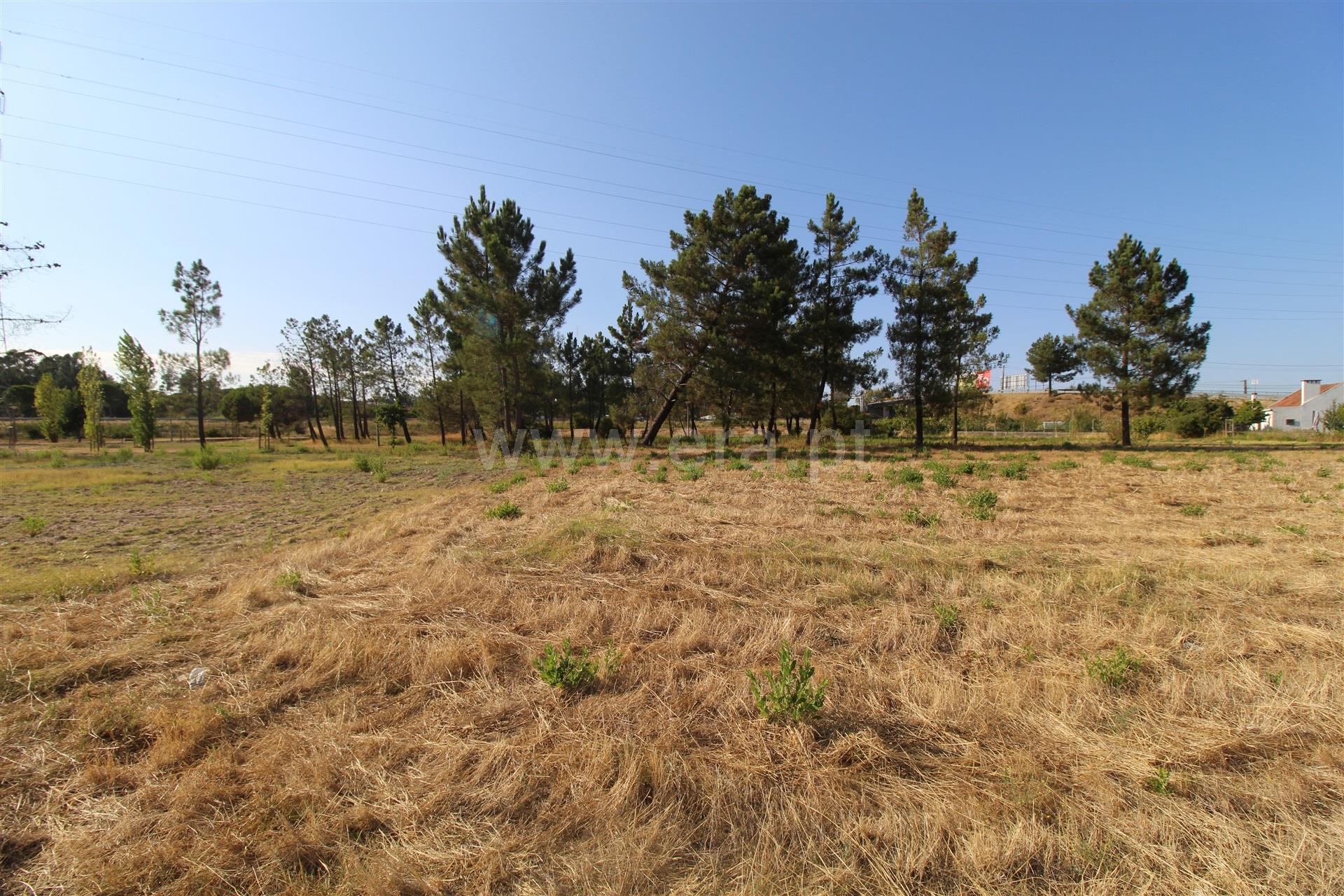 Terreno em Entroncamento