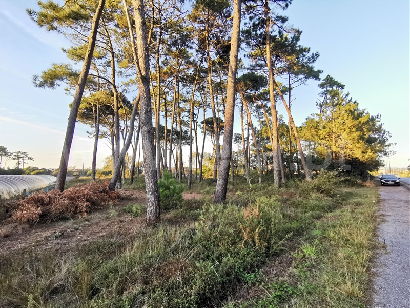 Terreno para Construção  Esposende, Apúlia - 1280374 - 3