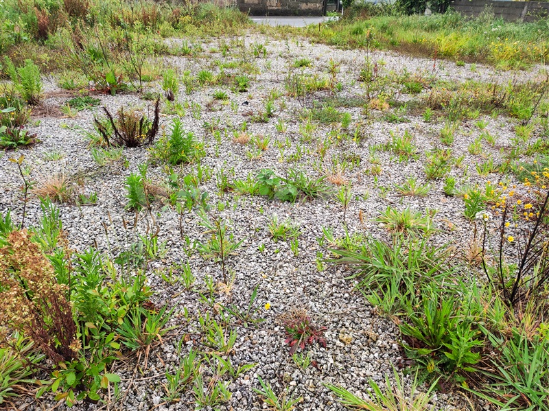Terreno para Construção  Esposende, Belinho e Mar - 1478148 - 5