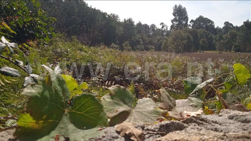 Terreno para Construção  Esposende, Forjães - 1358936 - 2