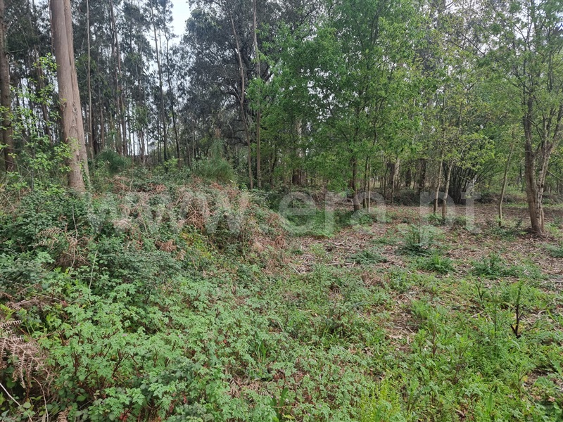 Terreno para Construção  Esposende, Vila Chã - 1472298 - 8