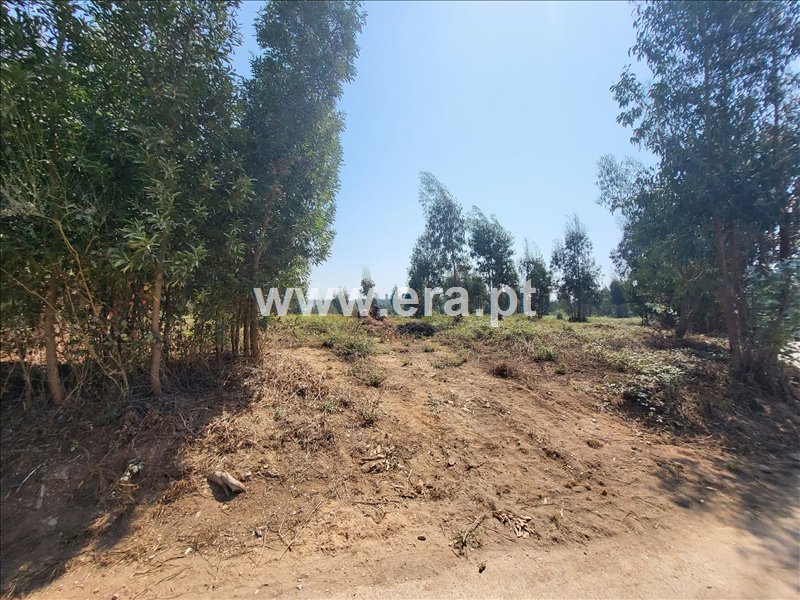 Terreno para Construção / Estarreja, Canelas e Fermelã