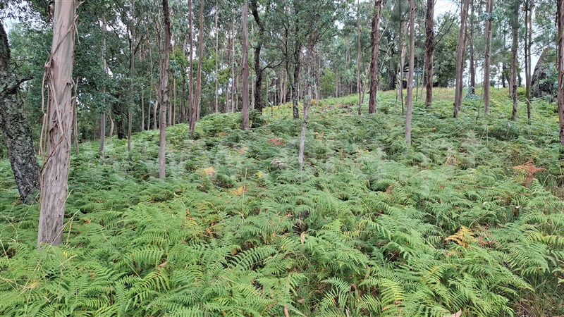 Terreno para Construção  Fafe, Antime e Silvares (São Clemente) - 1495720 - 4