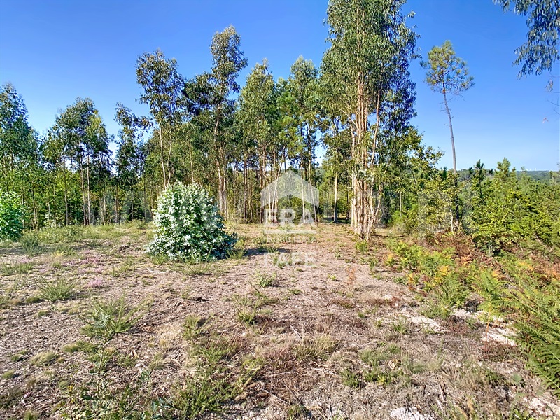 Terreno para Construção  Fafe, Ardegão, Arnozela e Seidões - 1505285 - 5