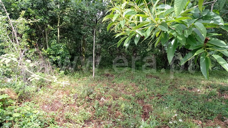 Terreno para Construção  Fafe, Armil - 1335666 - 11