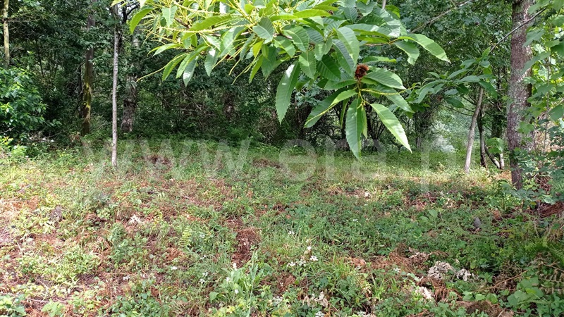 Terreno para Construção  Fafe, Armil - 1335666 - 13