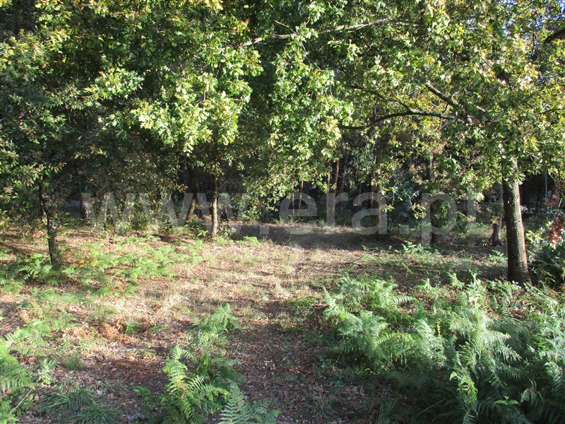 Terreno para Construção / Fafe, Estorãos