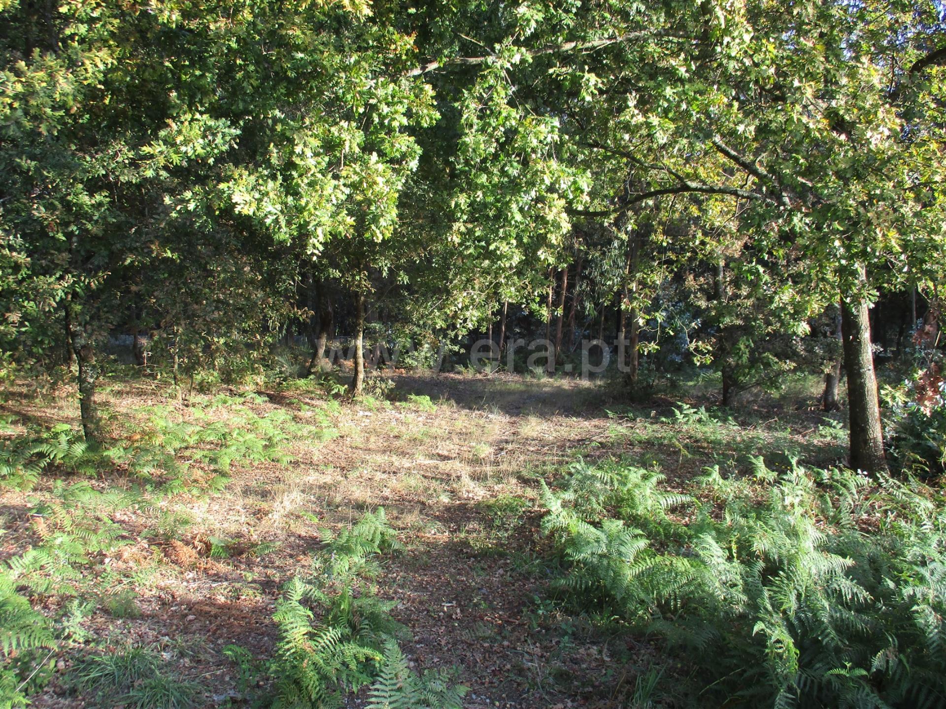 Land for sale in Fafe, Portugal — €215,000