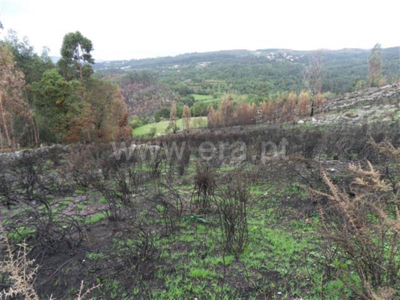 Terreno para Construção / Fafe, Moreira do Rei e Várzea Cova