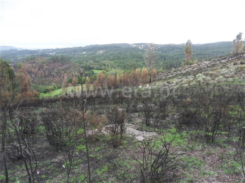 Terreno para Construção  Fafe, Moreira do Rei e Várzea Cova - 541206 - 5